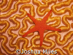 Starfish On Brain Coral GBR by Joshua Miles 